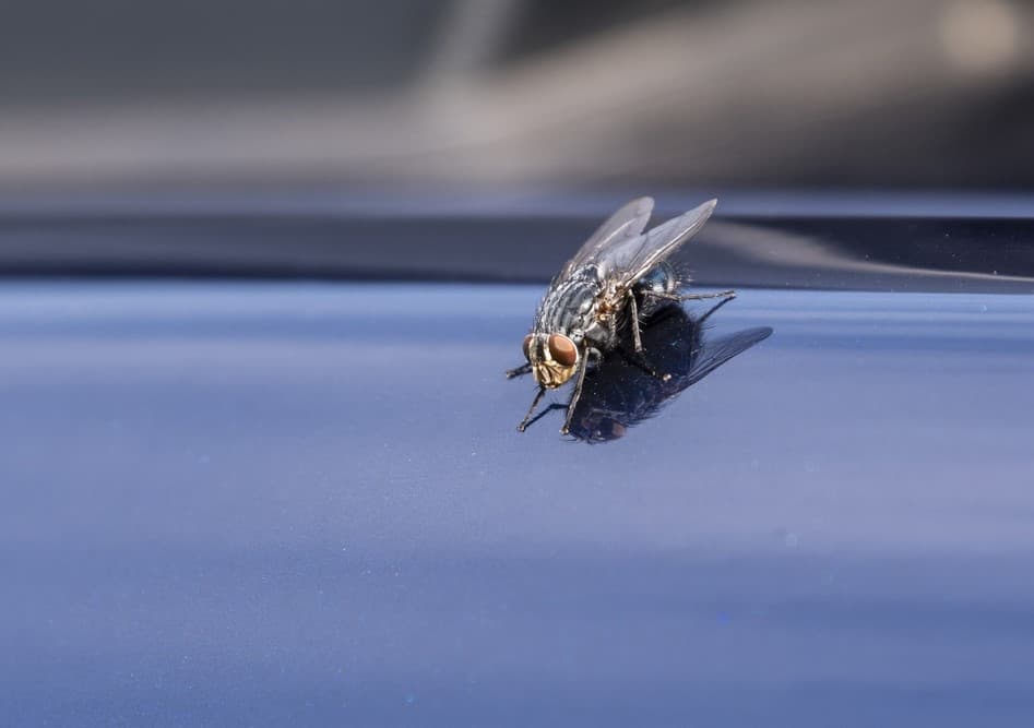 insecta pe masina